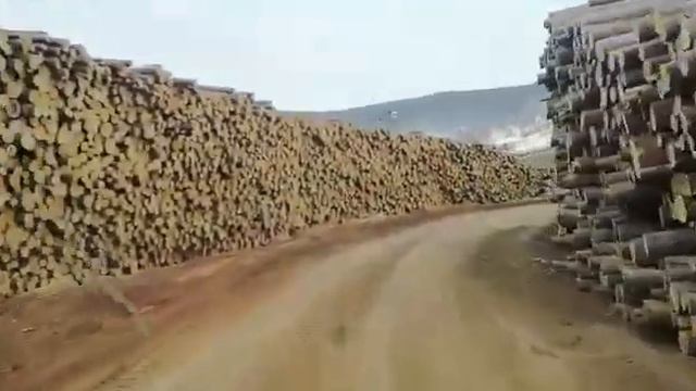 Повальная вырубка леса. Пос. Маго, Николаевский район смотреть онлайн