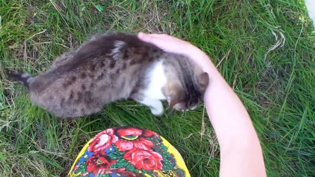 Очень ласковая уличная киса. Мы встретили серую кошку ласкушу. Сочи. Лето. 2016. смотреть онлайн