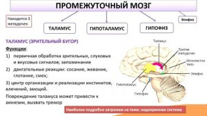 Отделы головного мозга