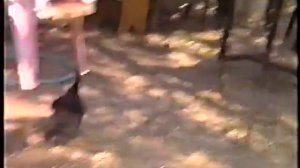 Утка и кот. Бой без правил за территорию . Хайфе 2000 г. Ч.1