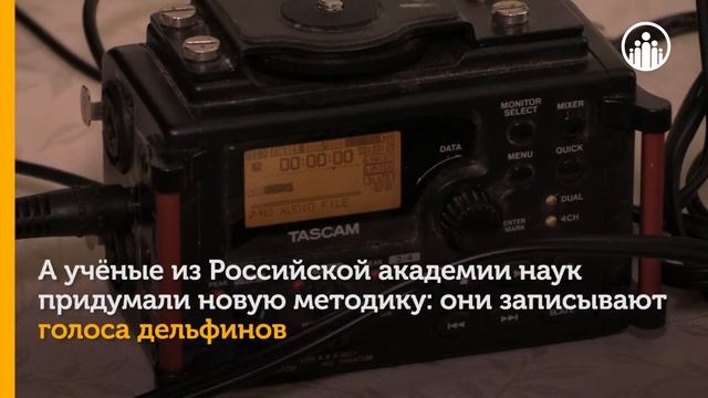 Голос дельфина смотреть онлайн