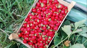 Итоги клубничного сезона. Выводы и планы. Часть 3