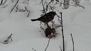 Воробьи зимой.