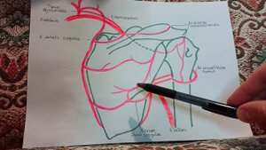Коллатеральное Кровообращение в Области Лопатки / Лопаточный Артериальный Круг / ТАиОХ