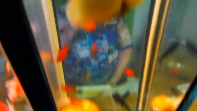 блог аквариумиста садовода такой выбор аквариумных рыбок на рынке июль 2023.смотрите корма растения смотреть онлайн