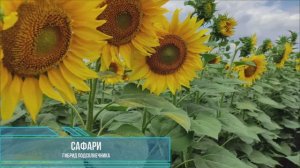 Гибрид подсолнечника Сафари от РайАгро