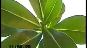 АДЕНИУМ УКОРЕНЕННЫЕ МАКУШКИ И НА РАЩЕНЫЕ ВЕТОЧКИ