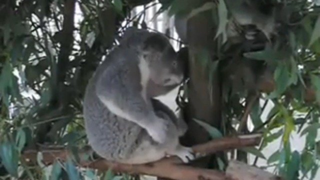 Коала-рок
