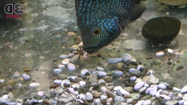 Как Цихлиды отложили икру. Как расчищают дно от камней. Как охраняют отложенную икру. смотреть онлайн