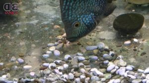 Как Цихлиды отложили икру. Как расчищают дно от камней. Как охраняют отложенную икру.