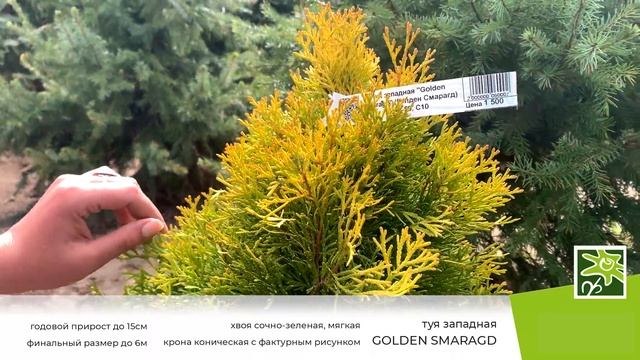 Туя западная Голден Смарагд: описание сорта смотреть онлайн