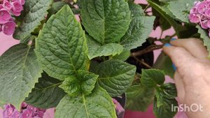 Крупнолистна #гортензія "ROSIE PURPLE(R)"