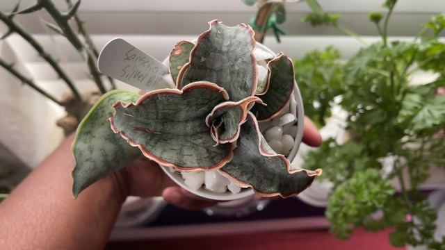 317: Succulent Spotlight | Update & New Growth | Sansevieria kirkii AKA Silver Blue смотреть онлайн