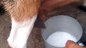 Как доить козу .