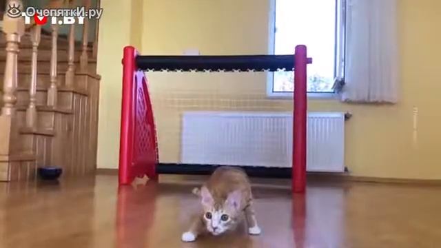 Кот вратарь от бога смотреть онлайн