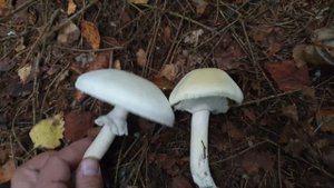 Белые грибы и шампиньоны в августе ! Грибы 2021 !