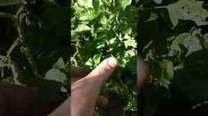 Борьба с клопом на картофеле.mp4