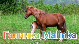 Колесниковы /Советы от Светы /Как отрастить корму и пузо /Обзор Влогов /7-Я /