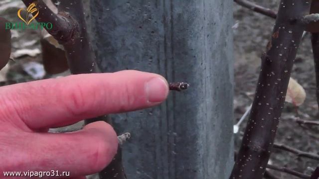 Обрезка в промышленных садах. Советы профессионала.