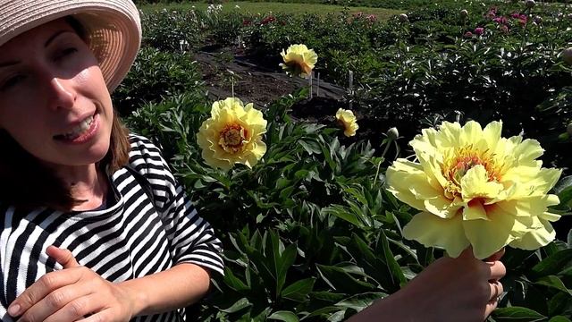 Ярко-желтый ИТО-пион GARDEN TREASURE / Сад Ворошиловой смотреть онлайн