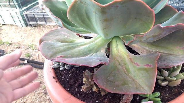 Echeveria poseidon trasplante