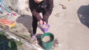 Подкормка пион чёрным хлебом.