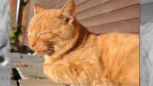 Как ворона пристроила кота в добрые руки!