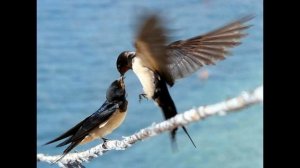 АХ, ЭТА КРАСНАЯ РЯБИНА исп. Наталия Муравьева Лучшие песни и романсы 70 г. под гитару Ретро Рябина