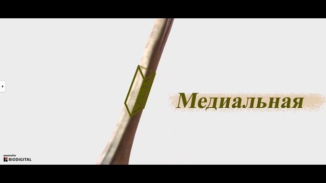 Плечевая кость. Кости свободной верхней конечности смотреть онлайн