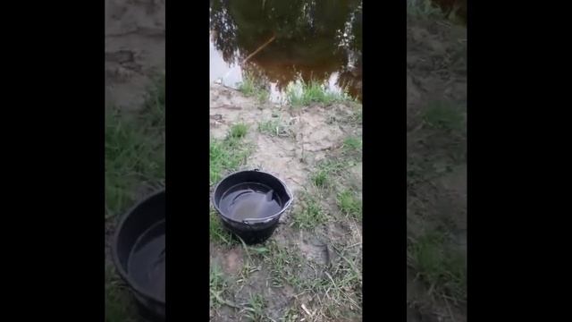 Запускаю Амура в свой пруд смотреть онлайн