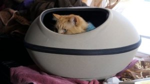 Домик с подогревом. Котам нравится.