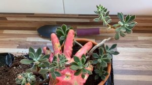 Suculenta Echeveria Pulvinata Ruby Blush - Dicas de Cultivo