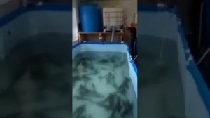 УЗВ для осетра в ЕАО (Хабаровск)