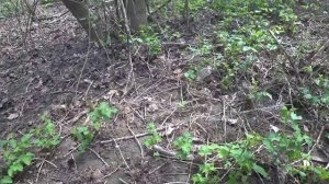 Разнообразие грибов сморчковая шапочка, трутовик серно жёлтый,пилолистник тигровый, грибы Крыма 202