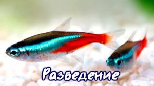 Голубой (обыкновенный) неон – синий полосатик | Содержание, Поведение, Кормление, Разведение