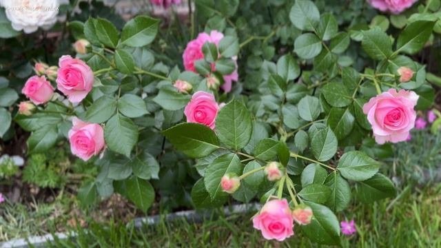 [French Rose]  Hermitage Rose 에르미타주 장미 2023.5.25.