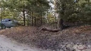 сузуки