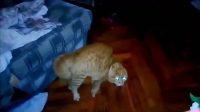 веселуха, Говорящие коты. Забавные кошки. Funny cat compilation