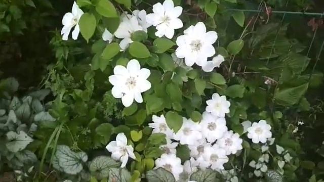 что вы теряете без клематисов 2 группы смотреть онлайн