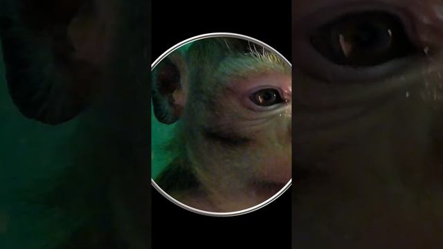 #Shorts Смешная Обезьянка. Прикольное Видео с Обезьяной Шортс Видео Shorts Смешные Животные Обезьян