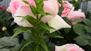 Красота роз после дождя? Pierre de Ronsard, Geoff Hamilton, Claire Austin.