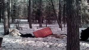 Видео с фото ловушки - Медведь