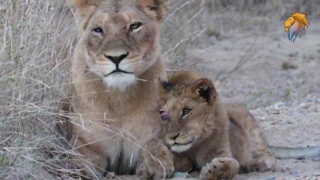 Lion Cub Born With One Blind Eye | Kruger Park Sightings смотреть онлайн
