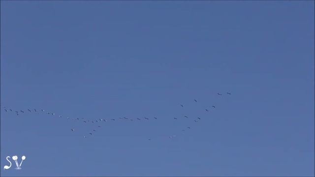 Crane (Серый журавль)