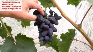 Виноград ПОДАРОК БЕЛОРУССИИ- очень ранний, крупные грозди и ягоды. Поздравляем с подарком- наблюдае