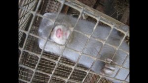 Ферма норок.Норковая ферма