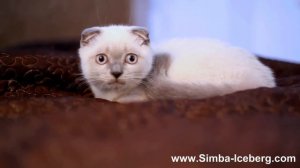 Скоттиш-фолд блю поинт кот Camelot of Simba Iceberg (SFS a 33)