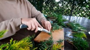 КАК РАЗМНОЖАТЬ ТУИ? Несколько способов