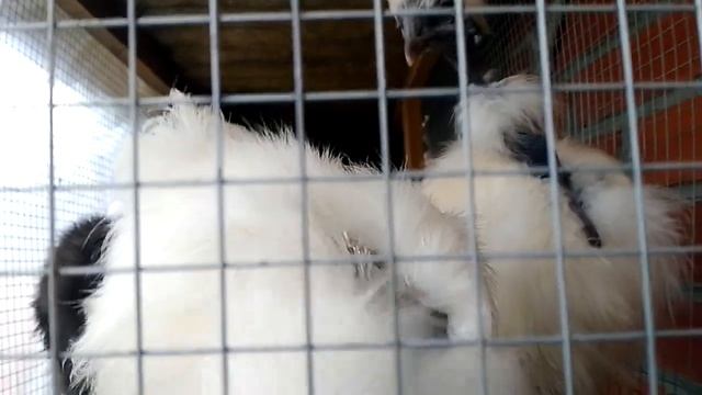 Декоративные маленькие куры - бентамки: Китайская пуховая голошейная. смотреть онлайн