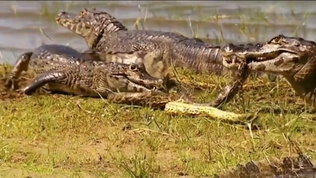 Anaconda Vs Crocodile - Amazing Crocodile Attacks Giant Anaconda Python смотреть онлайн